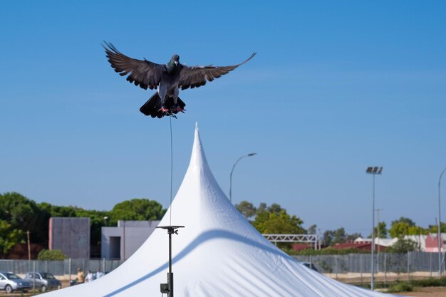 paloma volando en una exhibición de caza