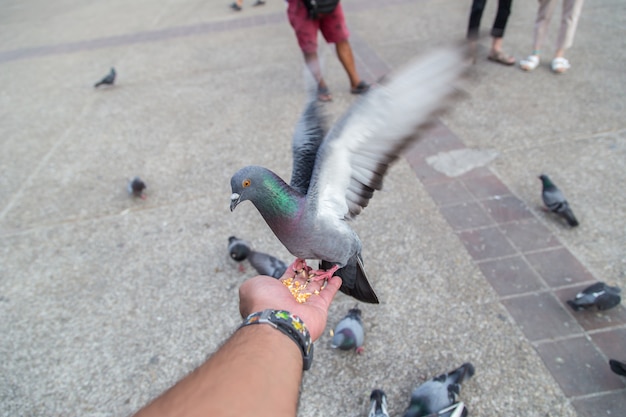 Paloma volando a mano