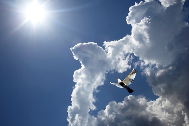 Paloma volando en las nubes contra el sol