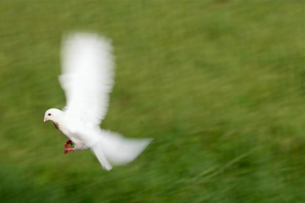 Foto la paloma volando sobre el campo verde