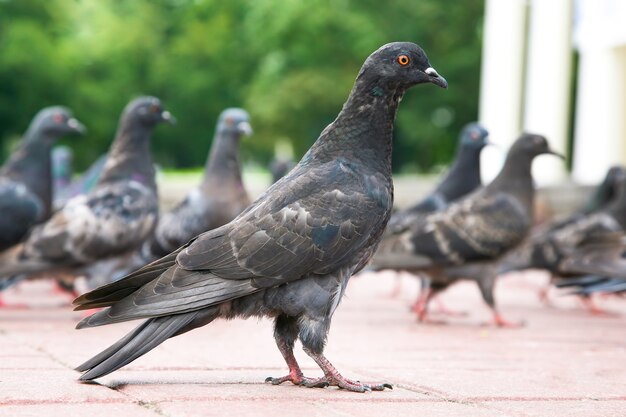 La paloma de la zona comparada con otras palomas