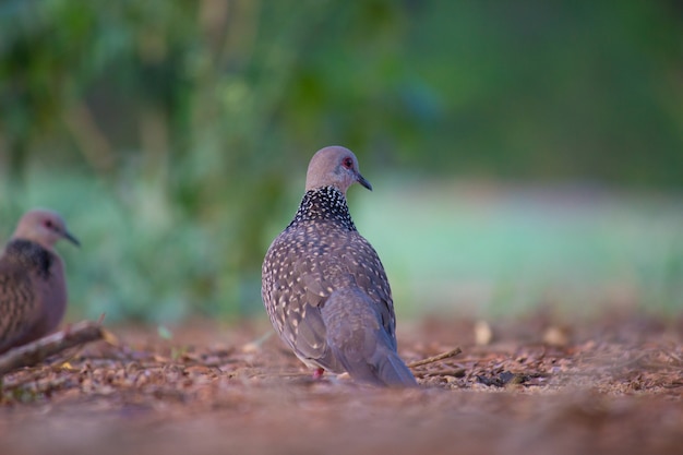 Paloma