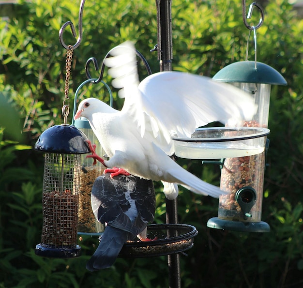 Foto palomas alimentándose en el comedero de pájaros en el jardín