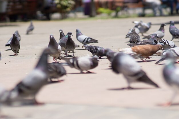 Palomas en el área urbana, fotografía de enfoque selectivo