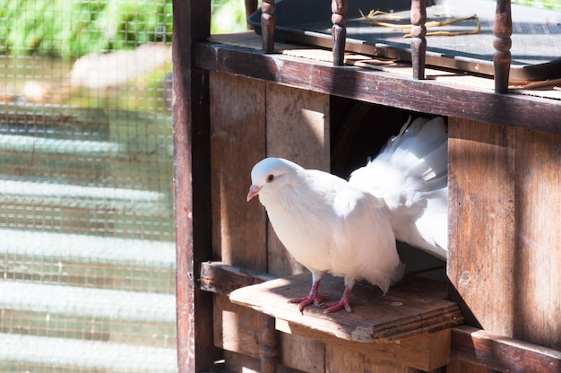 Las palomas blancas están sentadas en la ventana de su casa de madera.