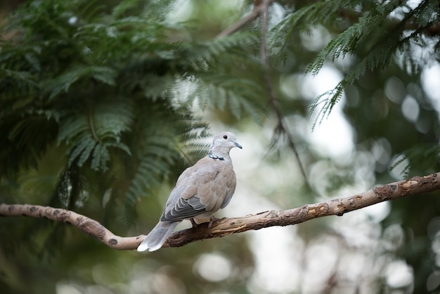 palomas blancas paloma sentado en una rama de árbol con fondo borroso