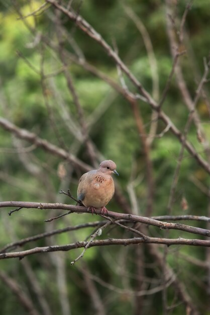 palomas blancas paloma sentado en una rama de árbol con fondo borroso