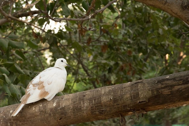 palomas blancas paloma sentado en una rama de árbol con fondo borroso