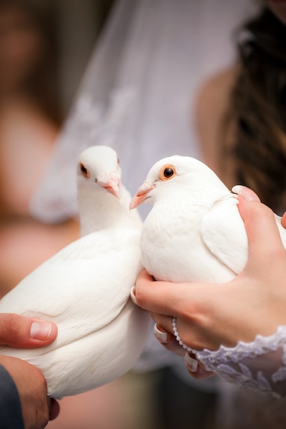 Palomas de boda en manos del novio y la novia