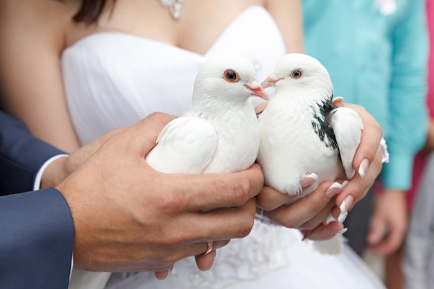 Palomas de boda en manos del novio y la novia