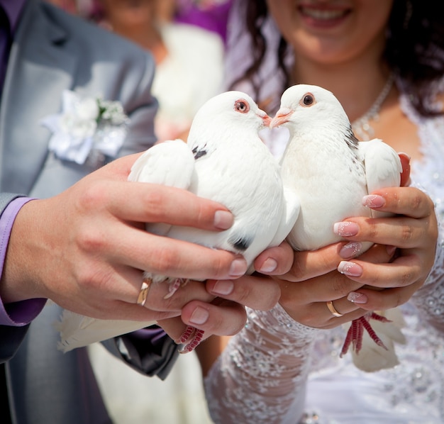 Palomas de boda en manos del novio y la novia