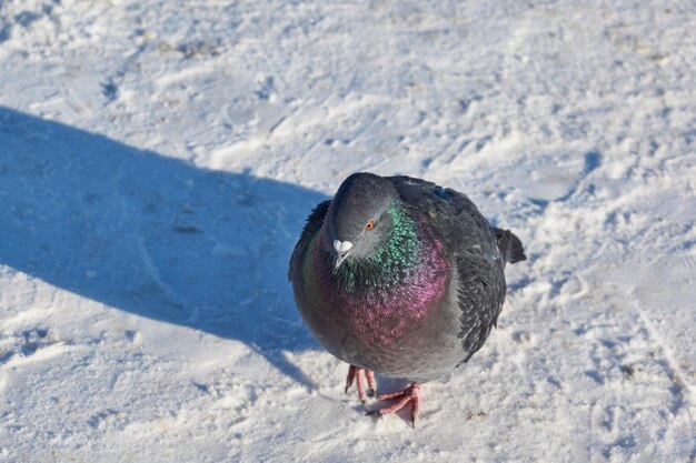 Palomas en busca de comida caminan por la plaza de la ciudad cubierta de nieve.