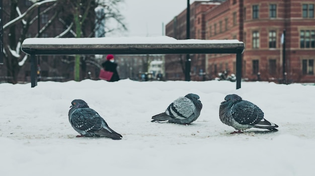 Palomas en la calle nevada en primer plano