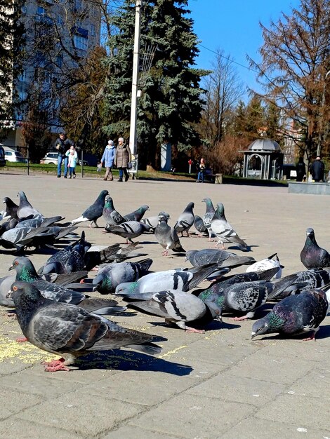 palomas en la calle