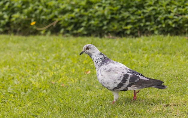 Palomas caminando sobre el césped