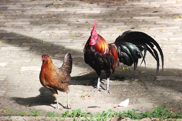 Foto palomas en un campo