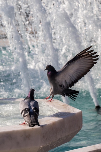 Palomas de la ciudad al lado de la fuente