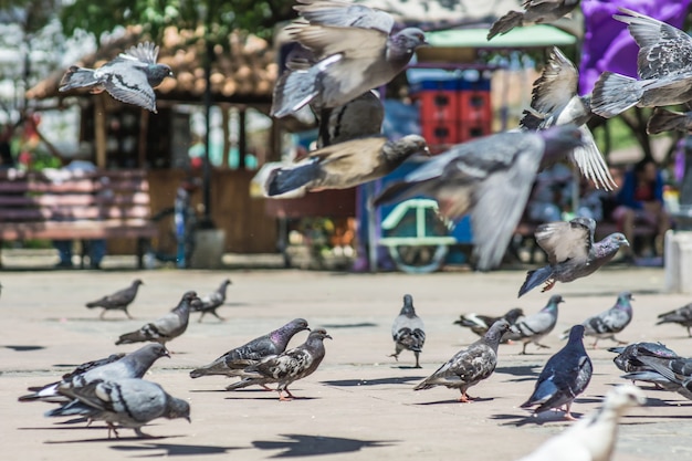 Palomas en la ciudad, fotografía callejera