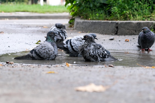 Las palomas de la ciudad nadan en un charco en una carretera asfaltada después de una lluvia de otoño en tiempo nublado