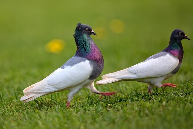 Palomas en un claro