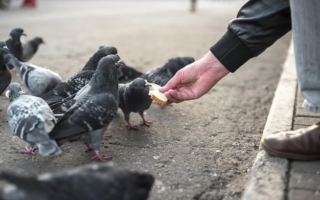 Las palomas comen pan con las manos.