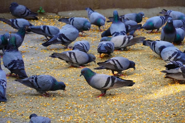 Palomas comiendo comida imagen HD