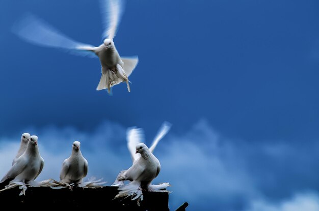 Palomas contra el cielo