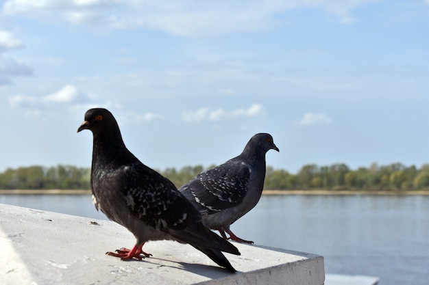 Las palomas descansan en la orilla del río.