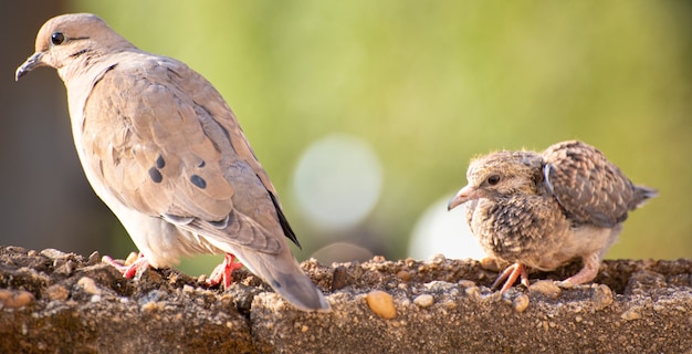 Palomas, detalles de la madre y el bebé palomas en una pared, luz natural, enfoque selectivo.