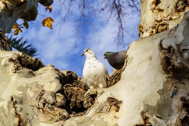 Palomas encima de un gran árbol en un parque público en Sevilla, cielo azul y luz del atardecer. España.