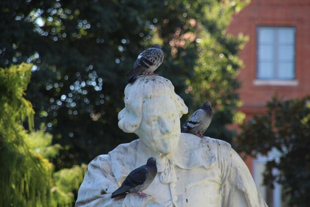 Palomas en una escultura en el parque