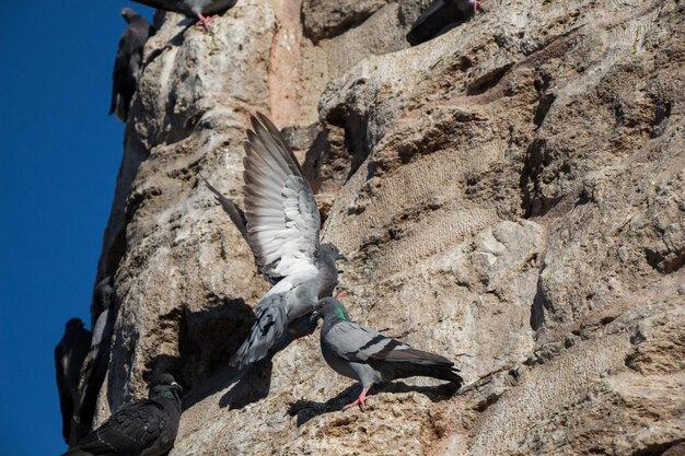 Las palomas están sentadas en la roca.