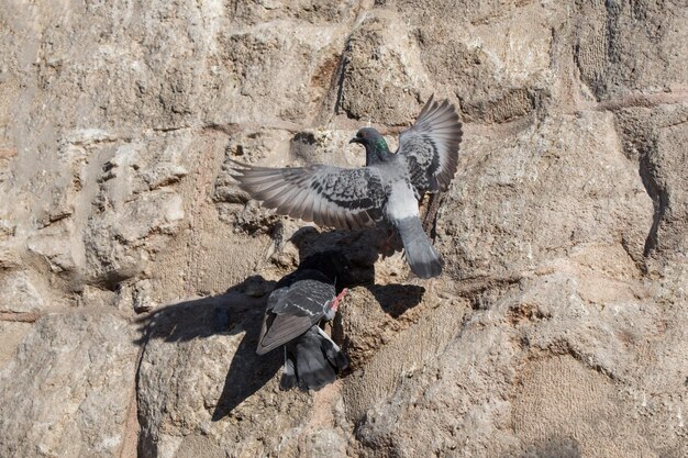 Las palomas están sentadas sobre un fondo de roca