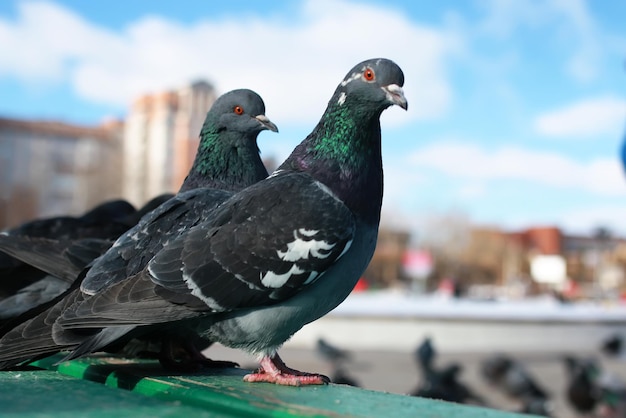 Palomas en el fondo de la ciudad.