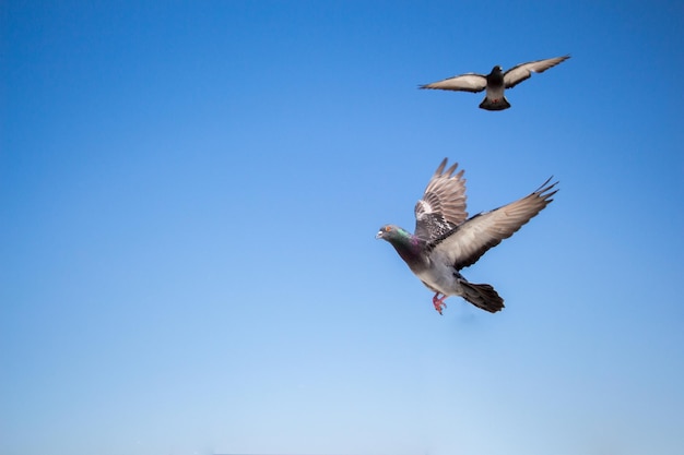 Palomas gemelas volando en el aire