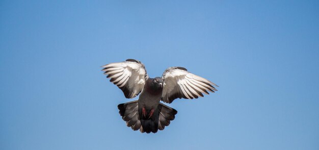 Palomas gemelas volando en el aire