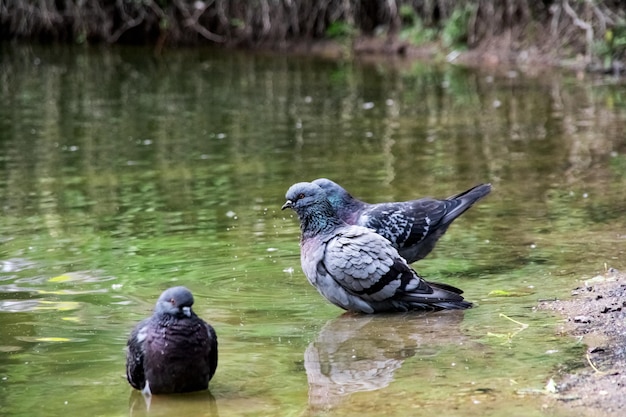 Las palomas grises se lavan en el río cerca de la orilla