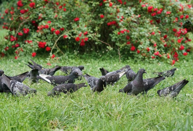 Palomas en la hierba contra las plantas en el parque