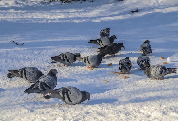 Palomas en invierno en la ciudad.