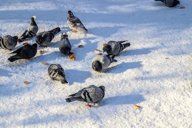 Palomas en invierno en la ciudad.