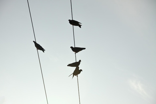 Palomas en líneas eléctricas en Río de Janeiro, Brasil