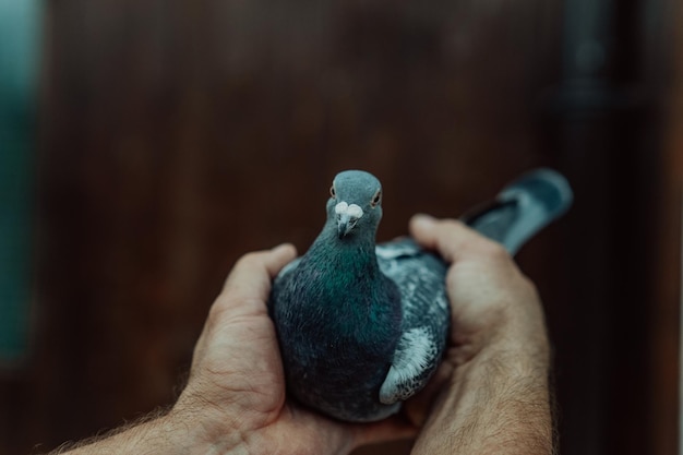 Palomas pájaros volando o parados contra el cielo con un hombre sosteniendo tham.