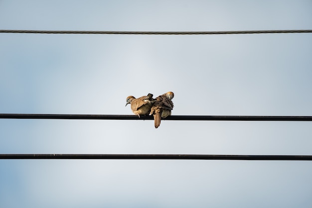 Las palomas de la pareja de la parte trasera cuelgan del cable eléctrico con el fondo claro.