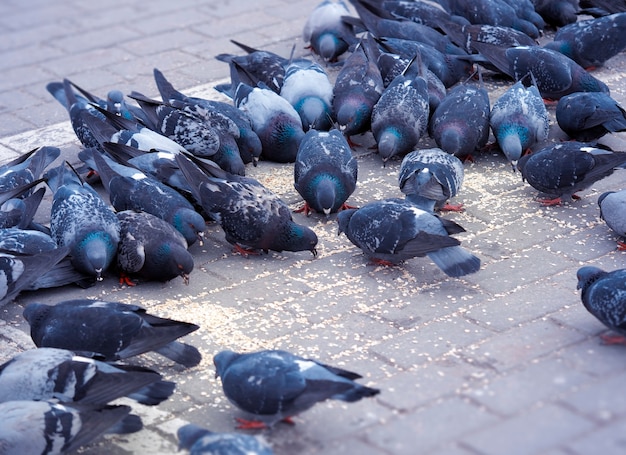 Palomas del parque con antecedentes de comida