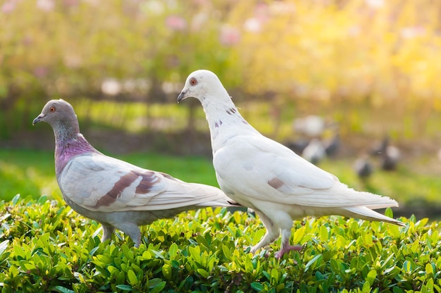 palomas en el parque