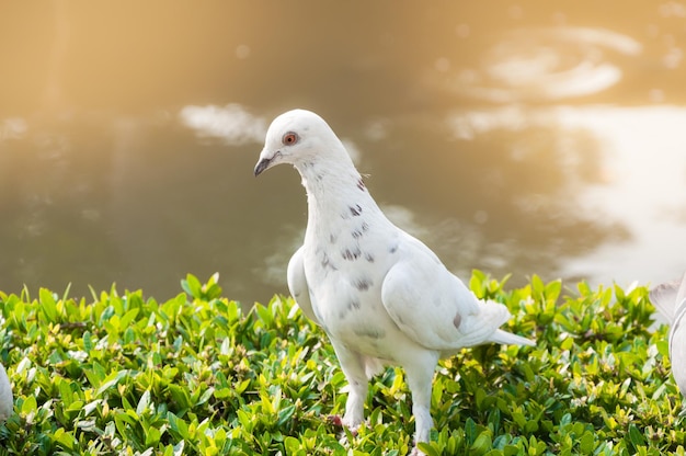 palomas en el parque