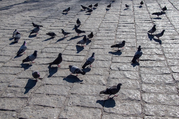 Palomas en el pavimento de piedra