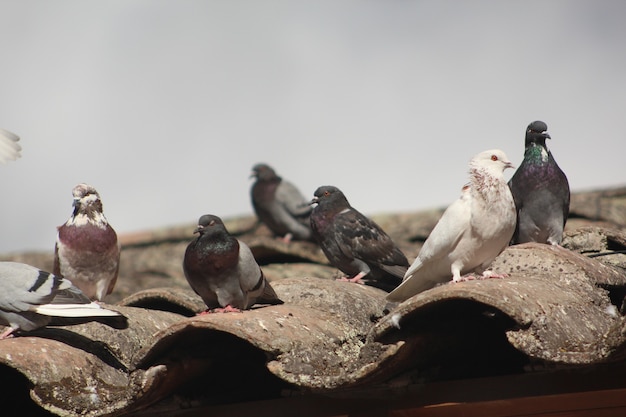 Foto palomas y pegeons