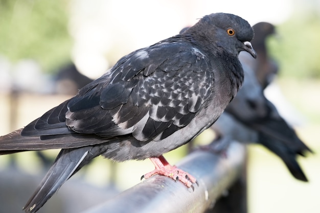 Palomas salvajes urbanas