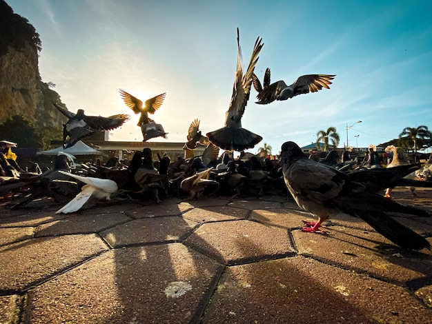 Foto las palomas en un sendero